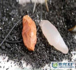 炫要此刻 樓蘭漠玉好運(yùn)石引領(lǐng)時(shí)尚新潮流